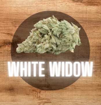 White Widow