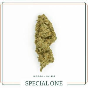 The Special One - Fleurs Indoor Premium - Suisse