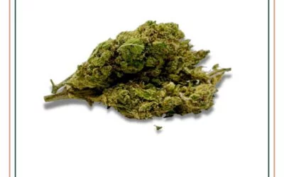 WEDDING CAKE CBD FLEURS